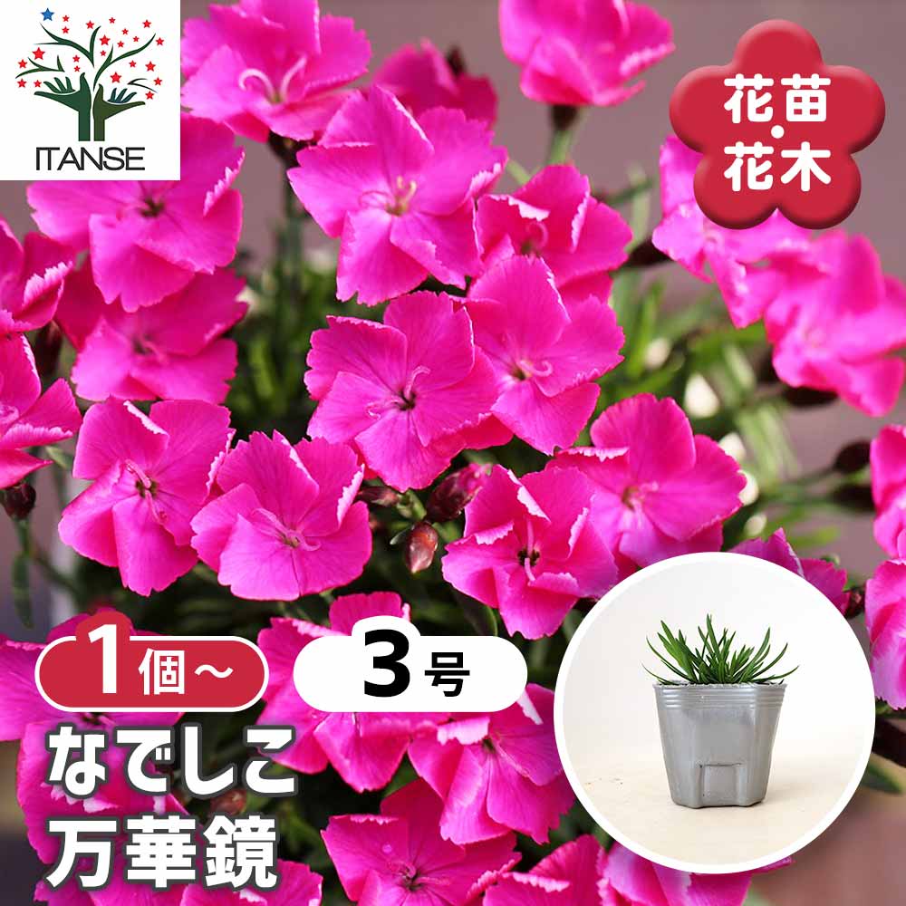 ナデシコ 万華鏡 【 花苗 3号 】｜ 【植物のITANSE】全品送料