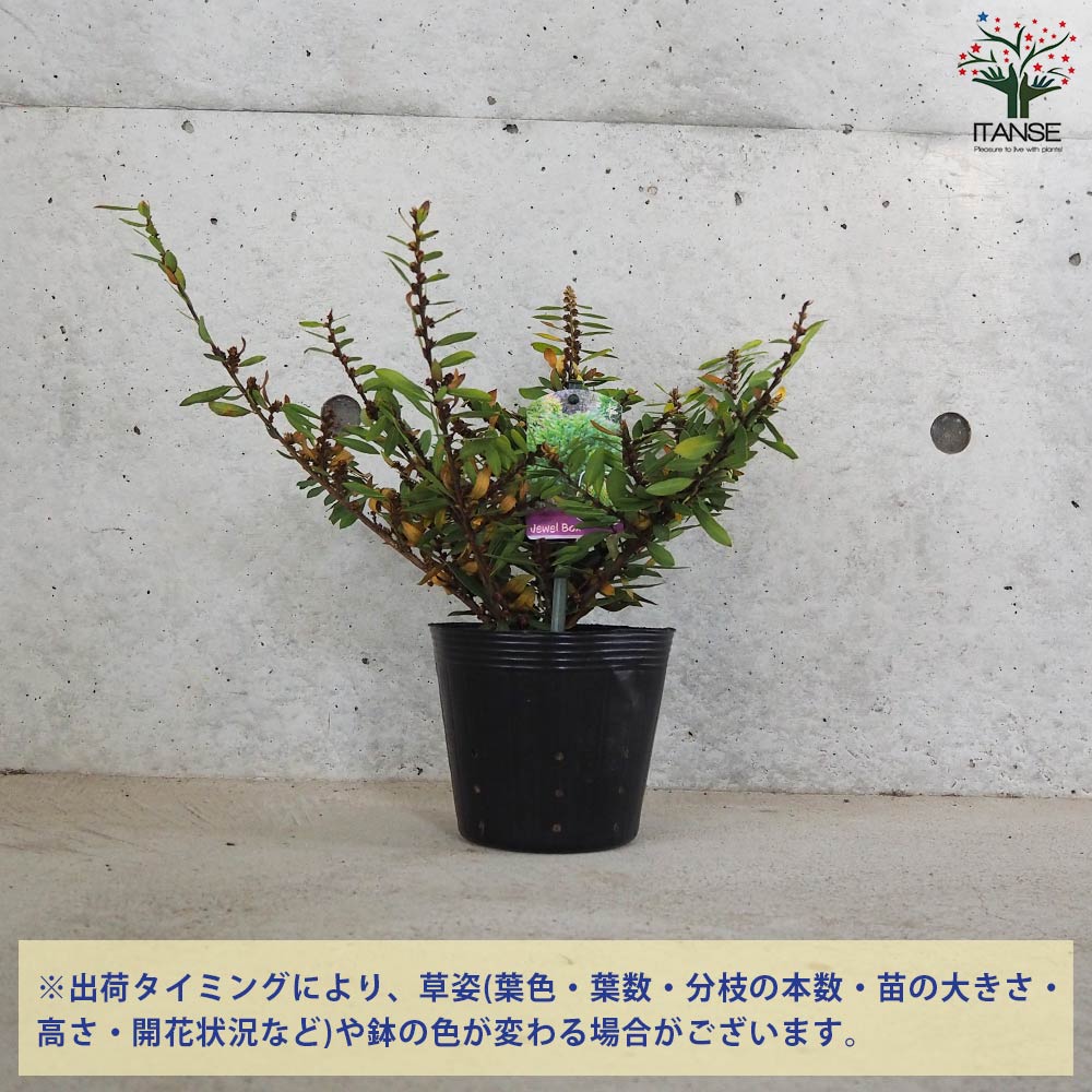 ディスティリウム ジュエルボックス【花苗 5号ポット／1個売り