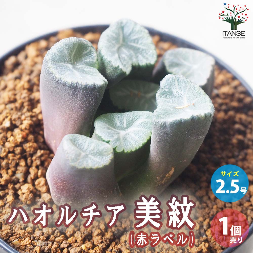 ハオルチア (赤) 美紋【多肉植物 2.5号鉢／1個売り】｜ 【植物の