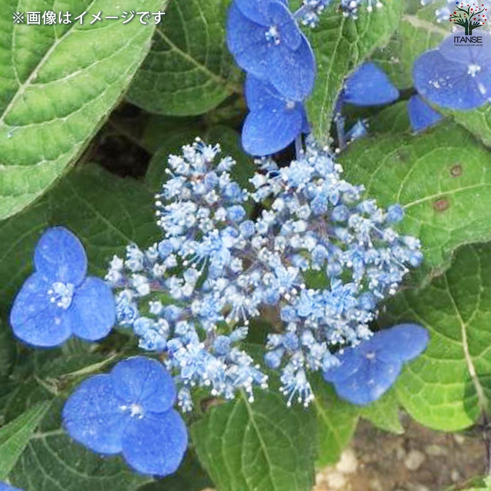 山紫陽花苗 tn06-a25-01.jpg
