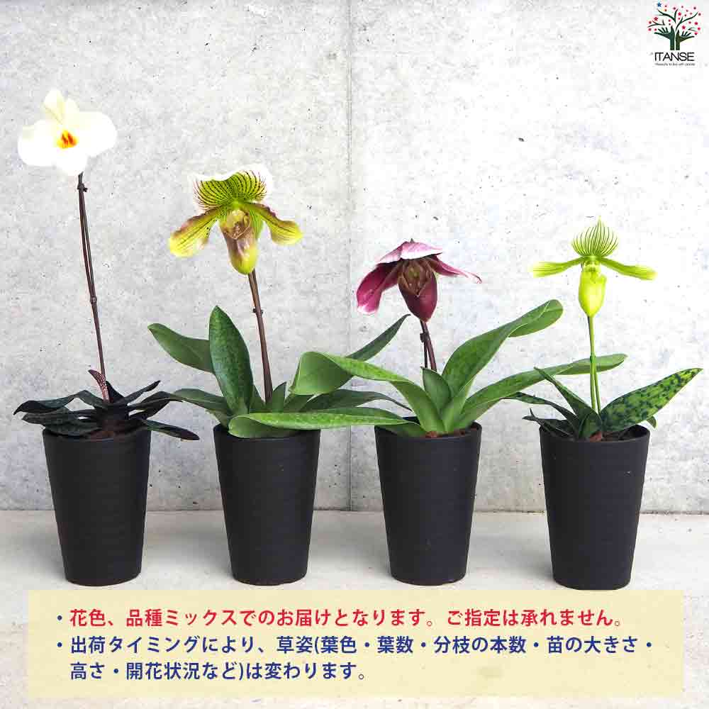 パフィオペディルム 見計いmix 【花苗 3.5号ポット】｜ 【植物の
