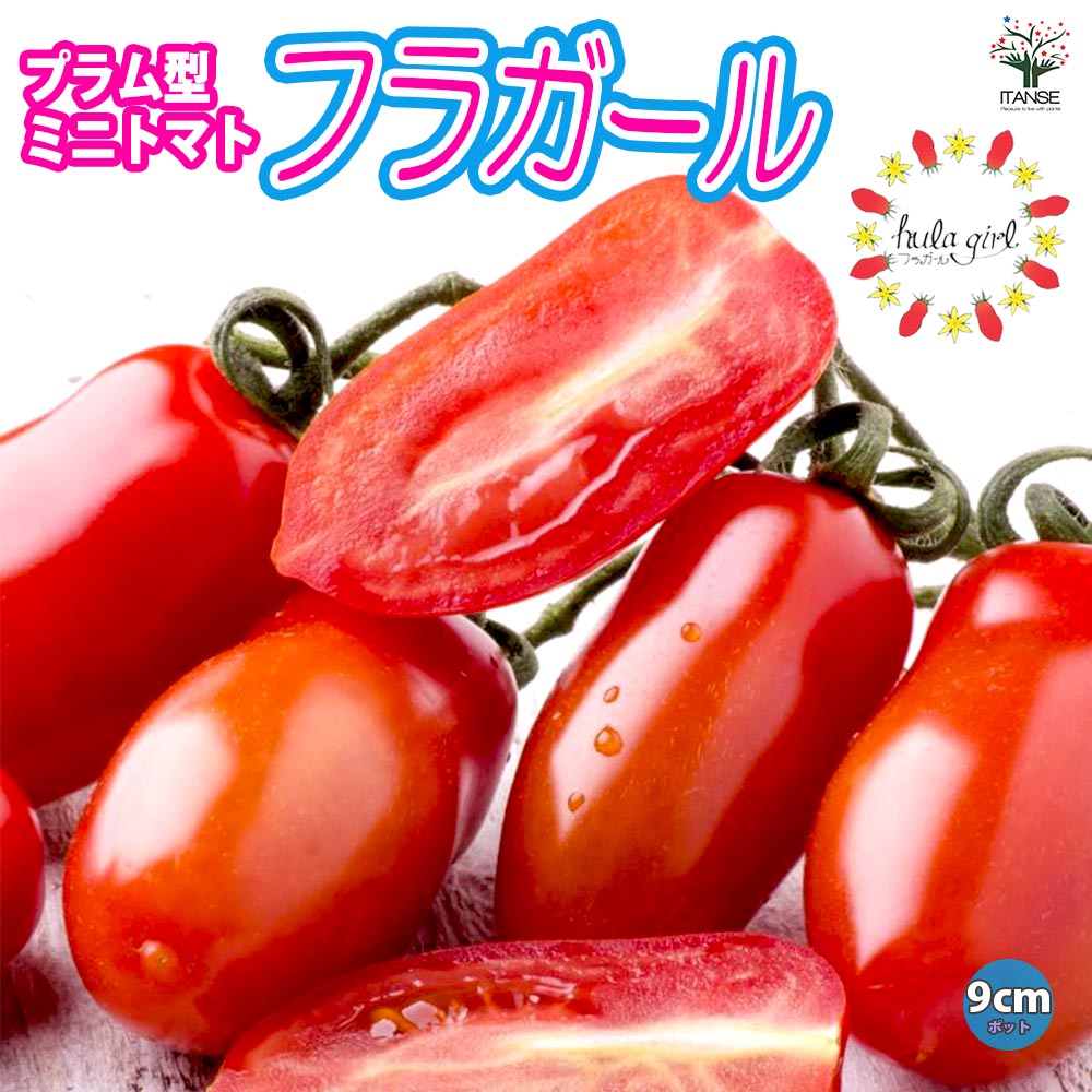 フラガール プラム型のおいしいクランチータイプミニトマト2個