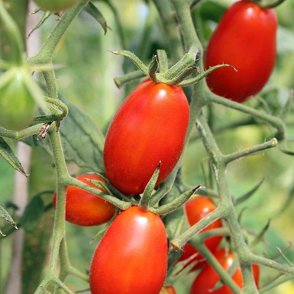 フラガール プラム型のおいしいクランチータイプミニトマト2個～【9cm