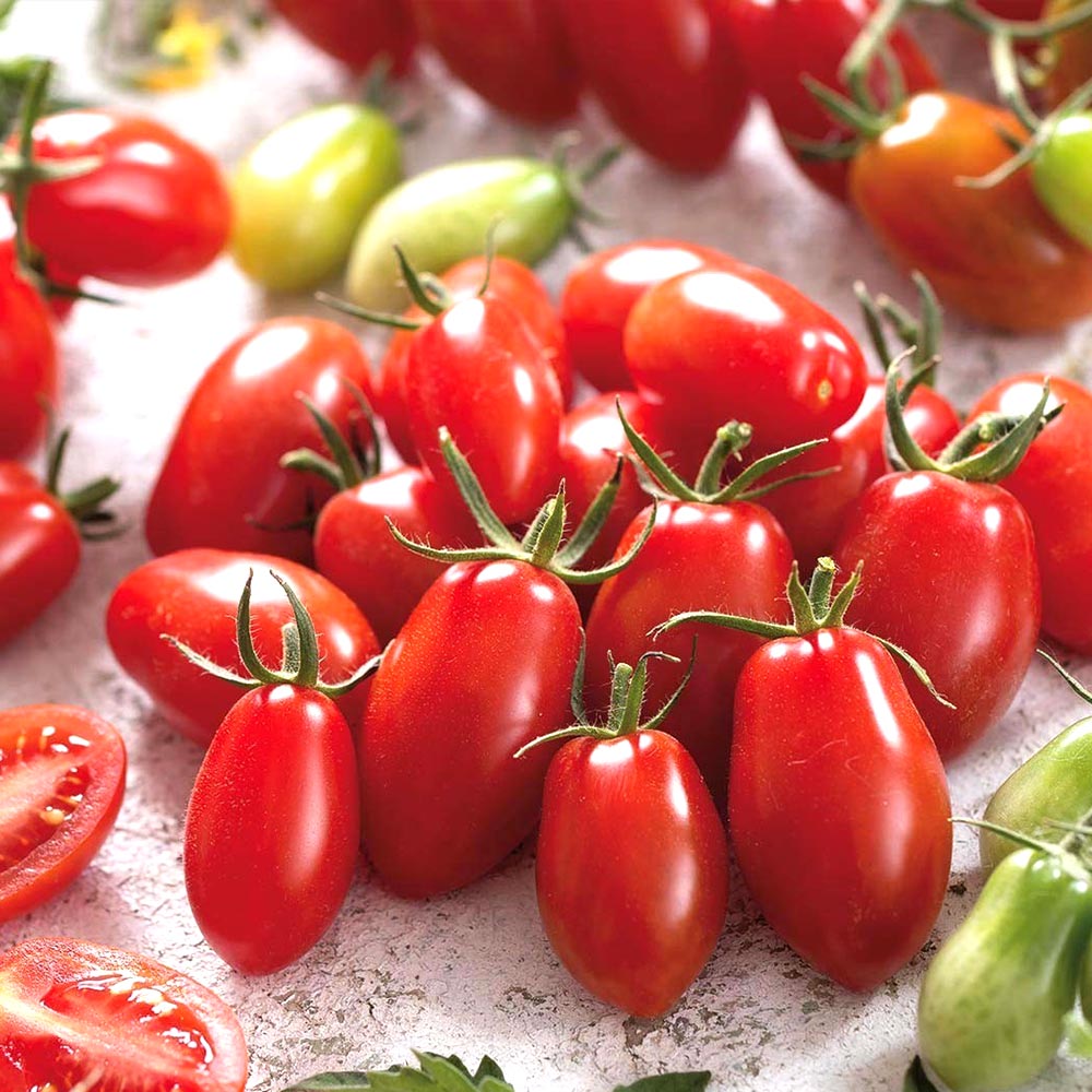 フラガール プラム型のおいしいクランチータイプミニトマト2個~【9cmポット自根苗】