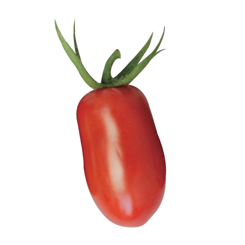 フラガール プラム型のおいしいクランチータイプミニトマト2個~【9cmポット自根苗】