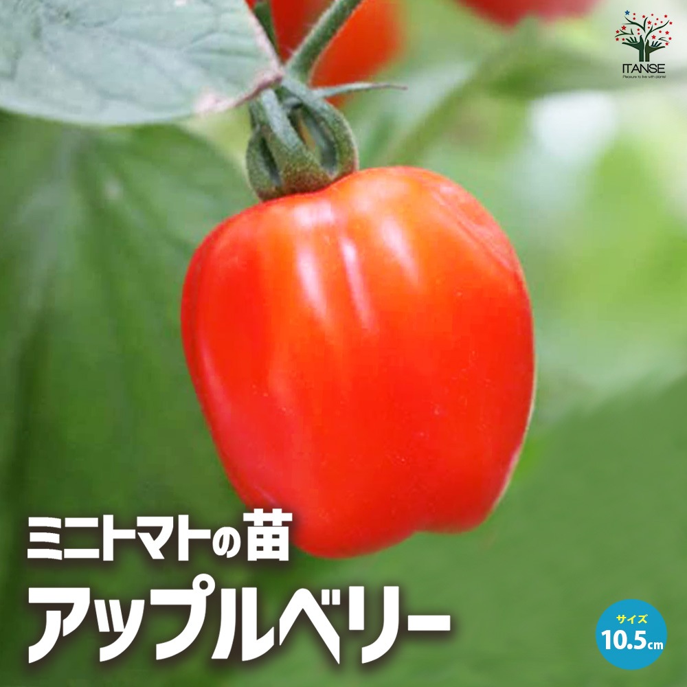 ミニトマト アップルベリー 自根苗2個～【野菜の苗 10.5cmポット】