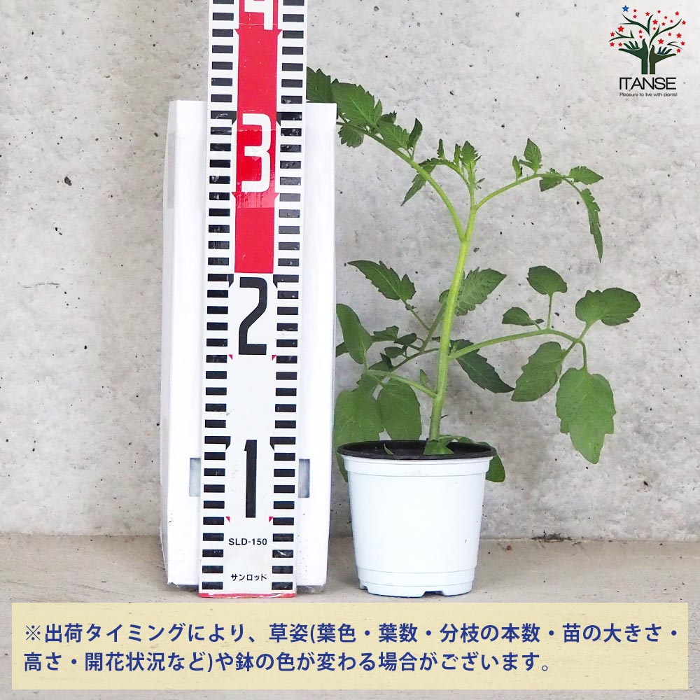 ミニトマト アップルベリー 自根苗2個～【野菜の苗 10.5cmポット】