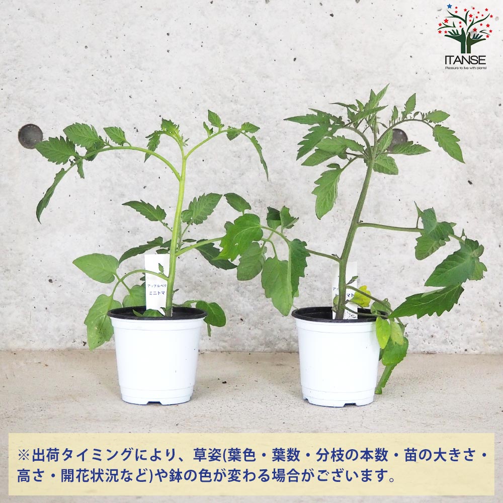 ミニトマト アップルベリー 自根苗2個～【野菜の苗 10.5cmポット】