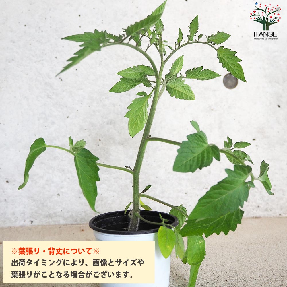 ミニトマト アップルベリー 自根苗2個～【野菜の苗 10.5cmポット】