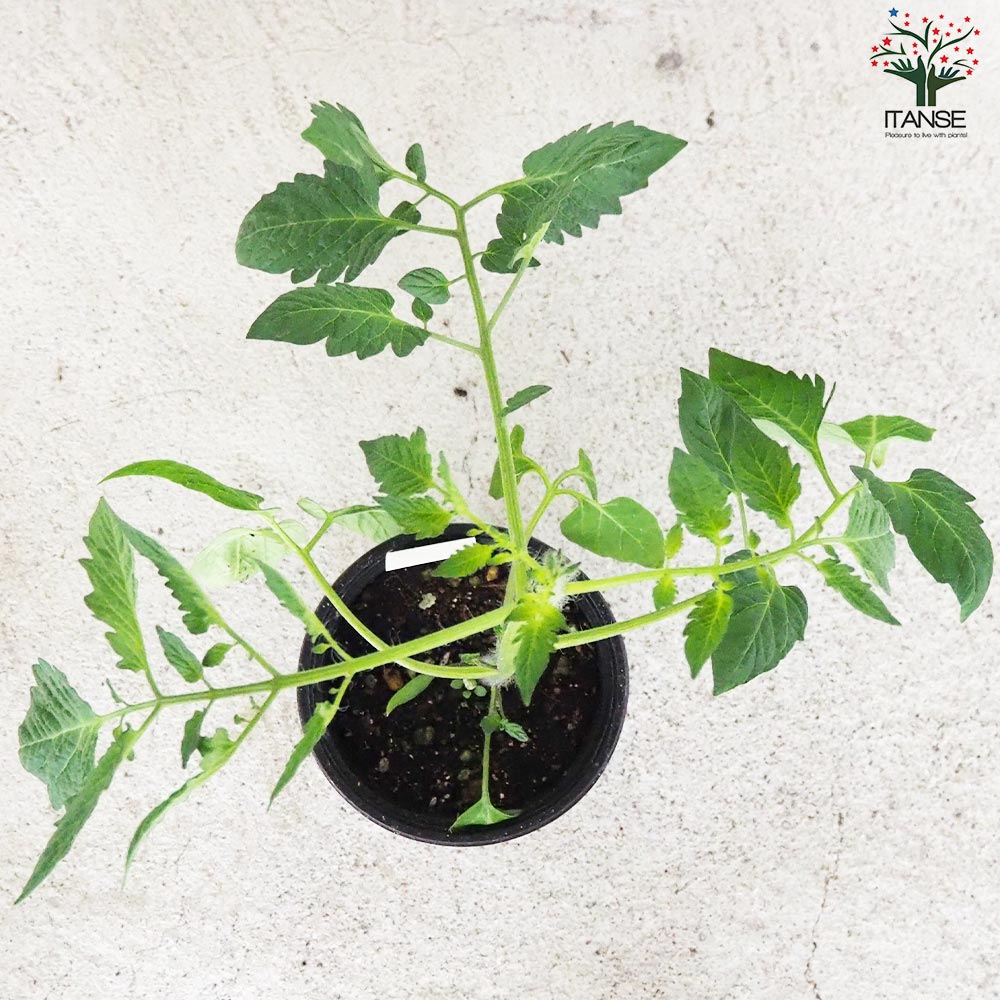 ミニトマト アップルベリー 自根苗2個～【野菜の苗 10.5cmポット】