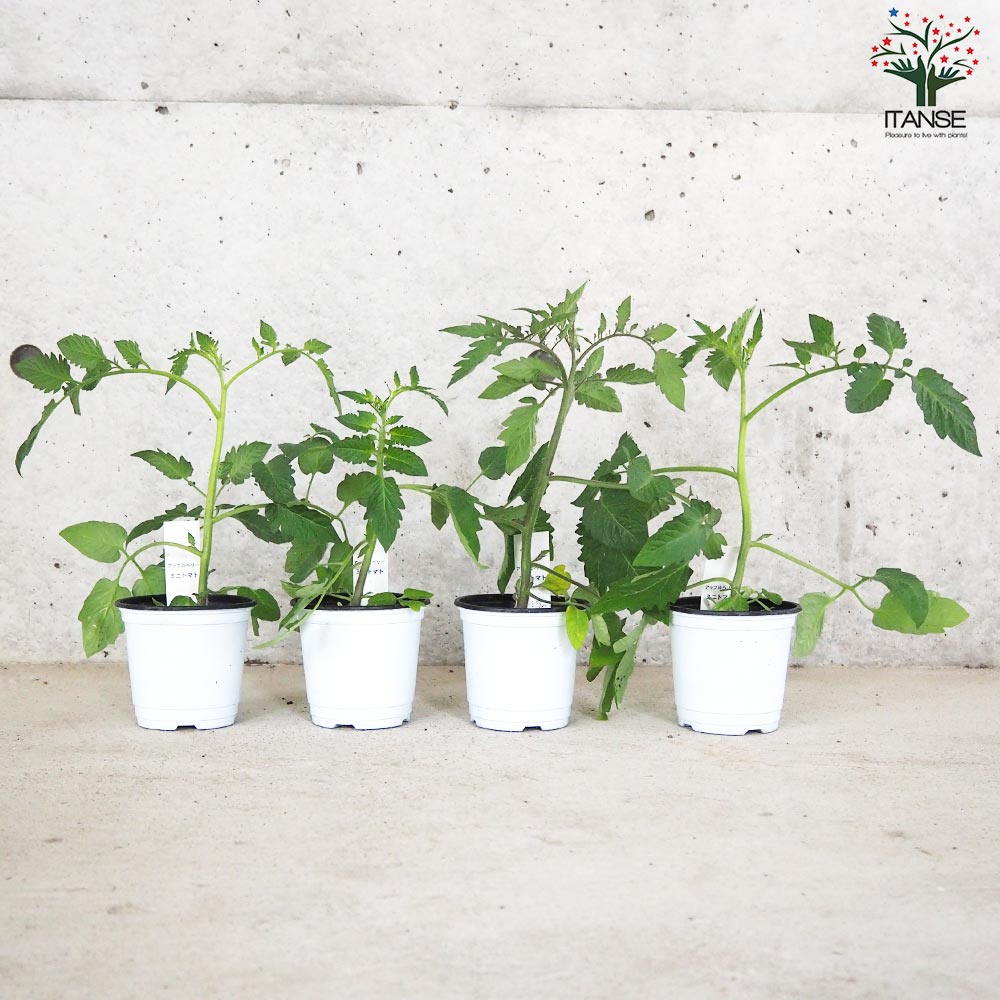 ミニトマト アップルベリー 自根苗2個～【野菜の苗 10.5cmポット】