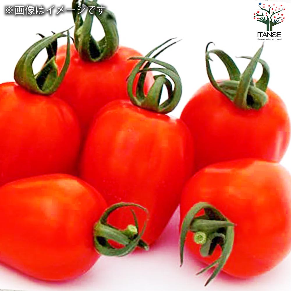 ミニトマト アップルベリー 自根苗2個～【野菜の苗 10.5cmポット】