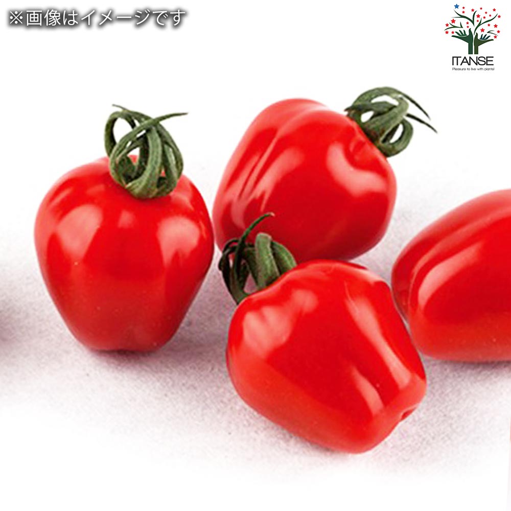 ミニトマト アップルベリー 自根苗2個～【野菜の苗 10.5cmポット】