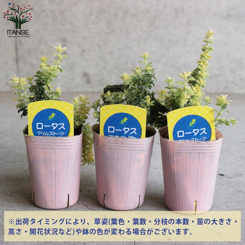 もふもふ⭐️⭐️⭐️ロータス　プリムストーン　抜き苗 ⭐️⭐️⭐️ 楽天市場】□新鮮花壇苗□ ふわふわかわいい！ ロータス ブリム