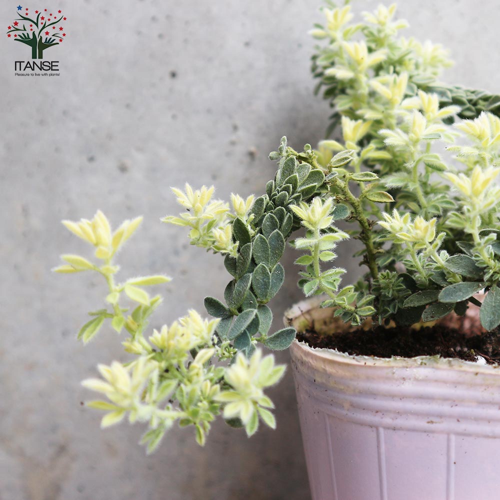 ロータス・ブリムストーン【花苗 2.5号ポット苗】｜ 【植物の