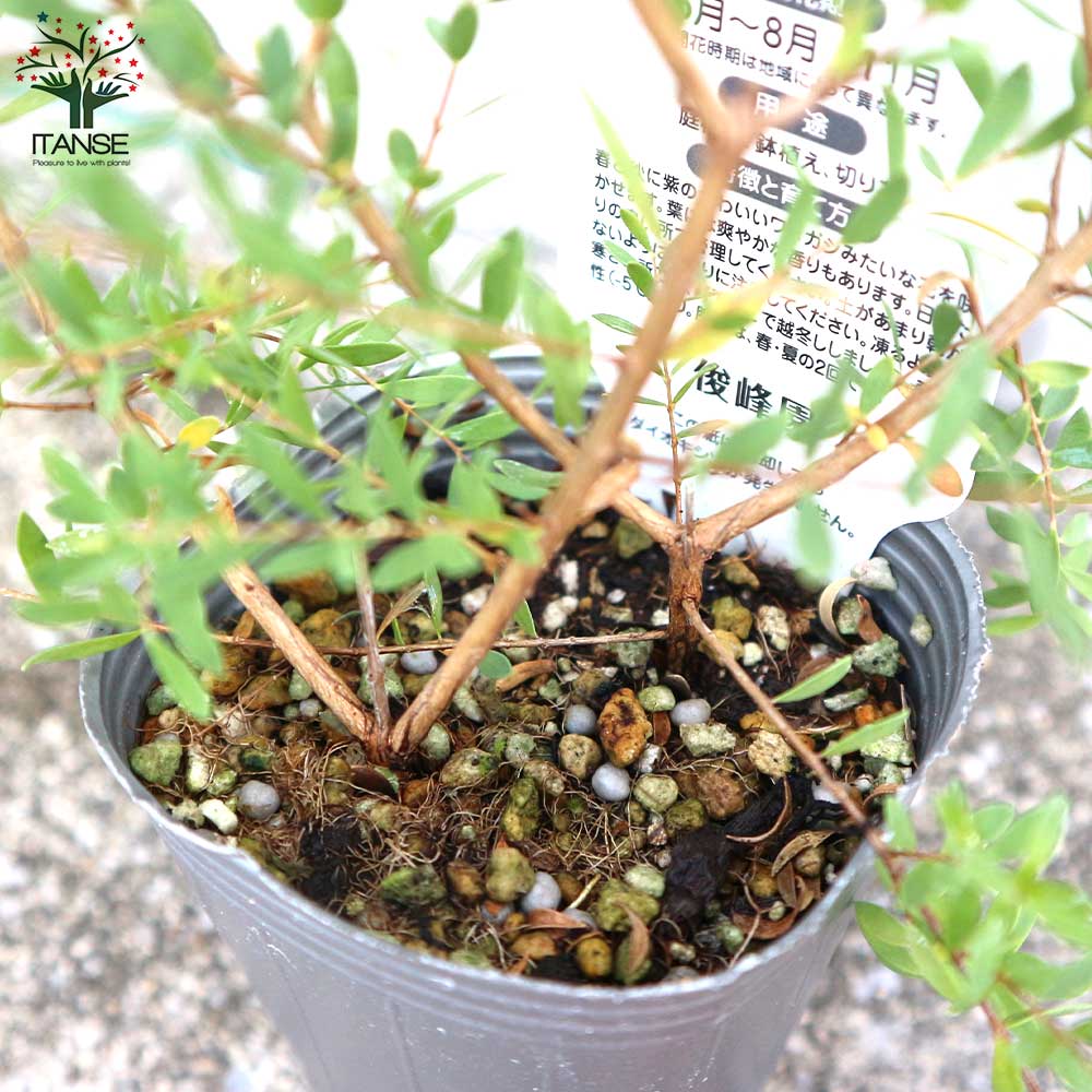 メラレウカ・コットンキャンディー パープル【庭木 2.5号ポット