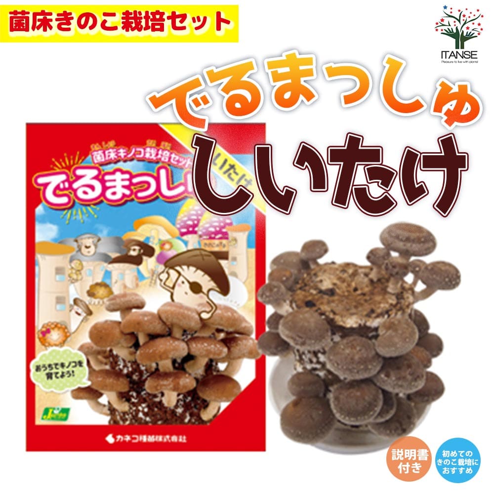菌床きのこ栽培セット”でるまっしゅ” しいたけ 【セット内容：しいたけ