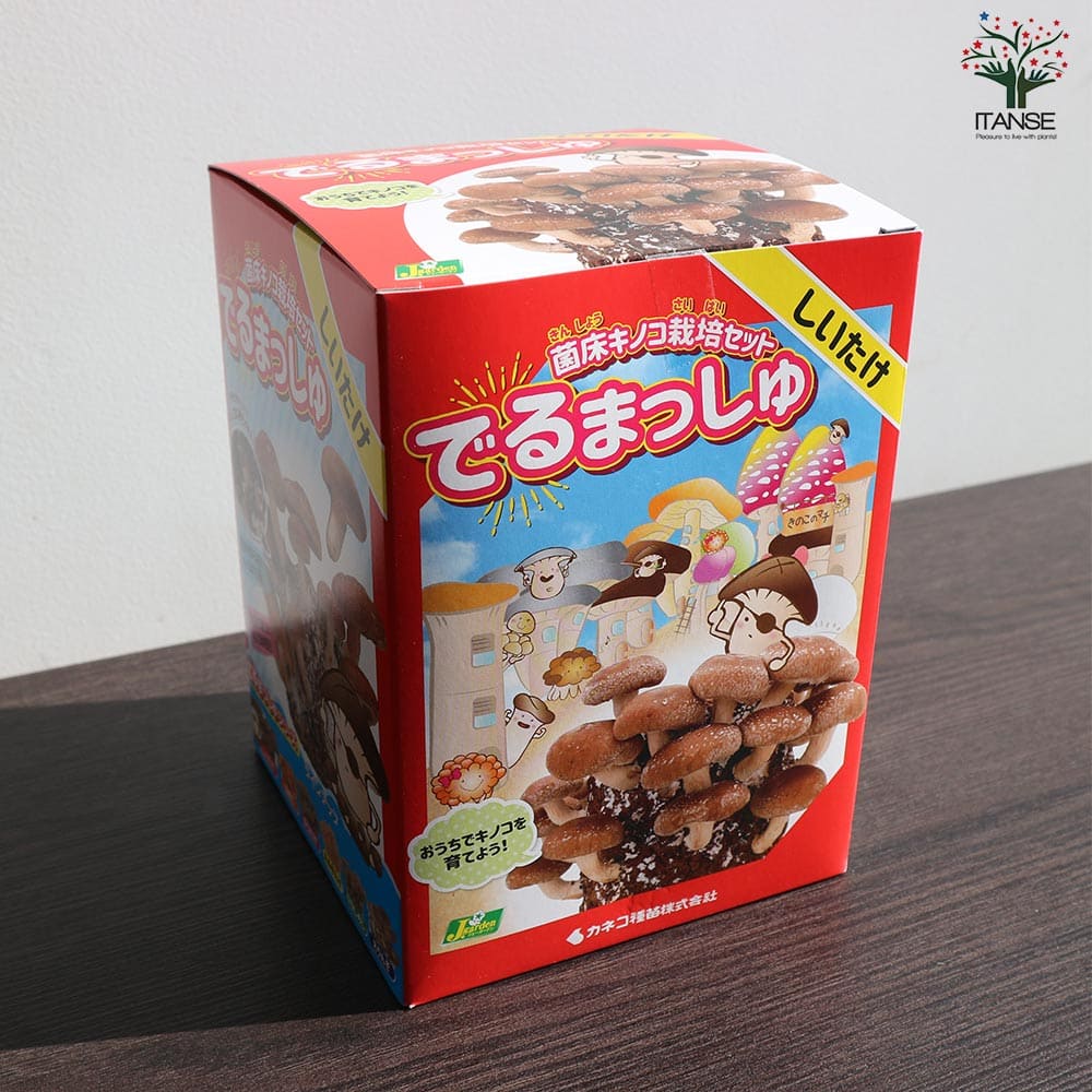 菌床きのこ栽培セット”でるまっしゅ” しいたけ 【セット内容：しいたけ菌床ブロック、説明書、ビニール袋】