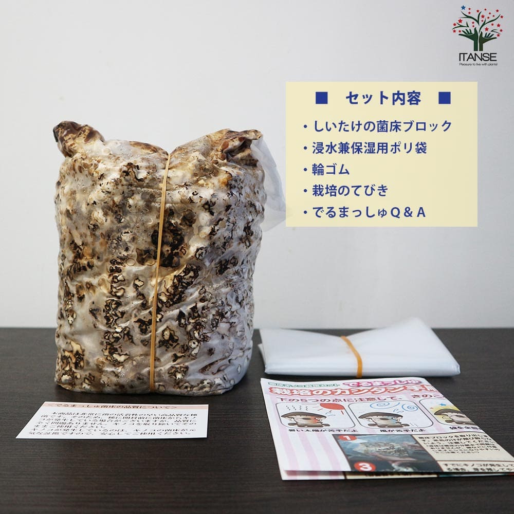 菌床きのこ栽培セット”でるまっしゅ” しいたけ 【セット内容：しいたけ