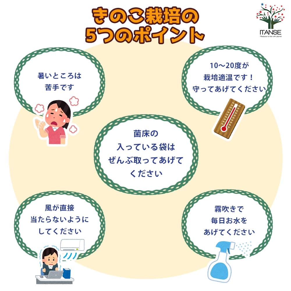 菌床きのこ栽培セット”でるまっしゅ” しいたけ 【セット内容：しいたけ菌床ブロック、説明書、ビニール袋】