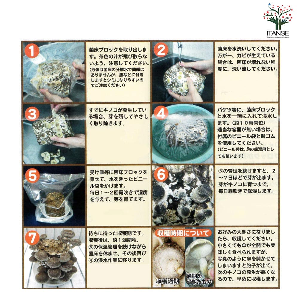 菌床きのこ栽培セット”でるまっしゅ” しいたけ 【セット内容：しいたけ菌床ブロック、説明書、ビニール袋】