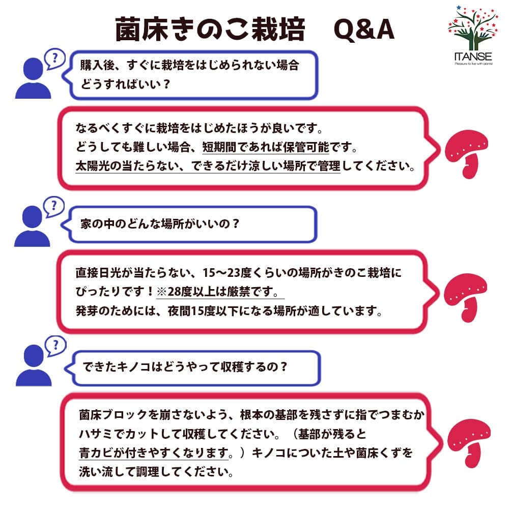 菌床きのこ栽培セット”でるまっしゅ” しいたけ 【セット内容：しいたけ菌床ブロック、説明書、ビニール袋】