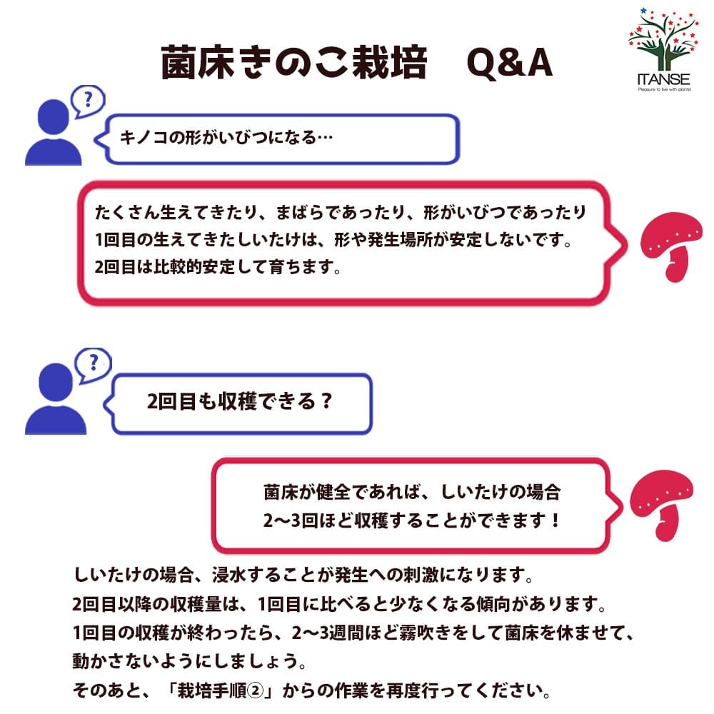菌床きのこ栽培セット”でるまっしゅ” しいたけ 【セット内容：しいたけ菌床ブロック、説明書、ビニール袋】