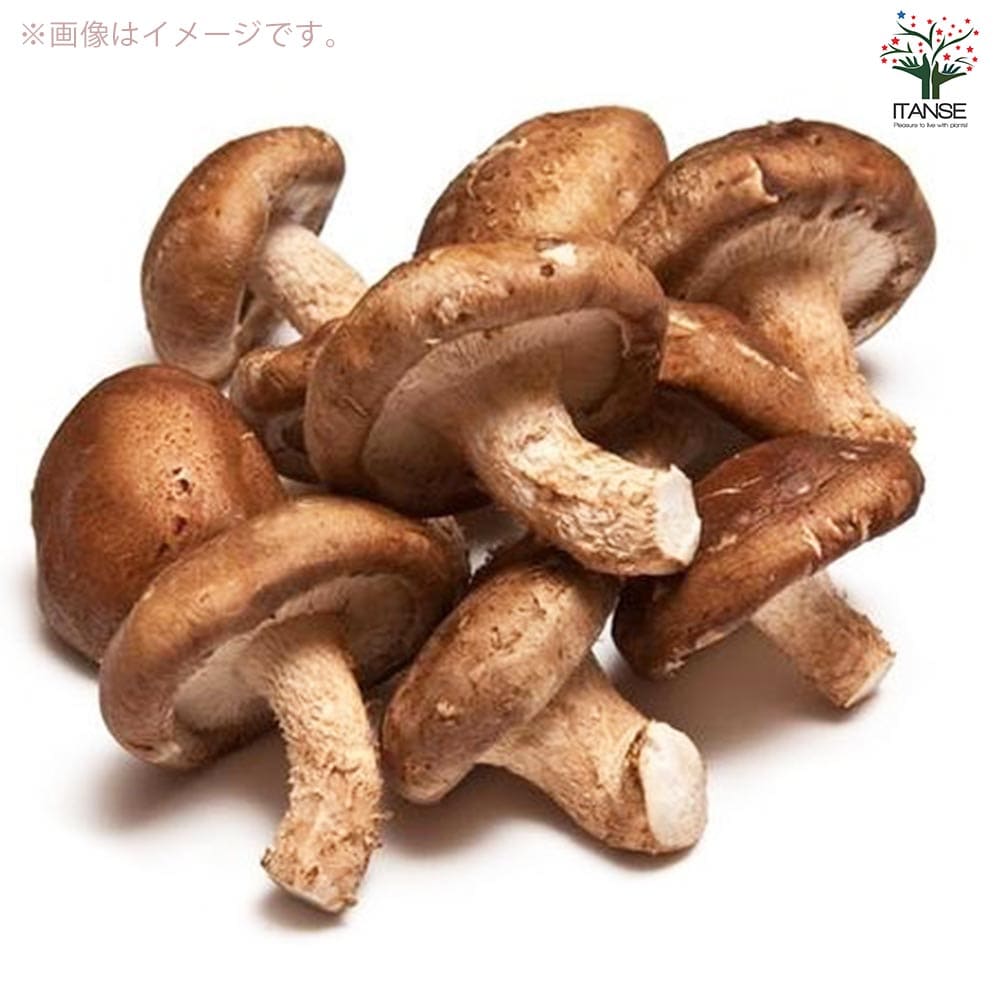 菌床きのこ栽培セット”でるまっしゅ” しいたけ 【セット内容：しいたけ菌床ブロック、説明書、ビニール袋】