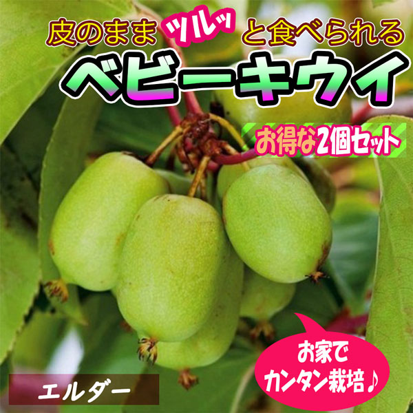 ベビーキウイ エルダー【ミニ果樹苗9cmポット／2個セット】