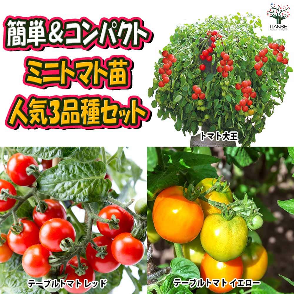 人気の場所いらず楽々栽培 矮性トマト苗3品種セット 品種：トマト大王・テーブルトマト赤実・テーブルトマト黄色実【野菜苗 9cmポット自根苗】