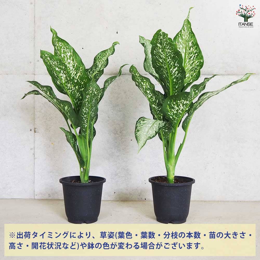 ディフェンバキア ティキ 【観葉植物 5号鉢／1個売り】｜ 【植物の