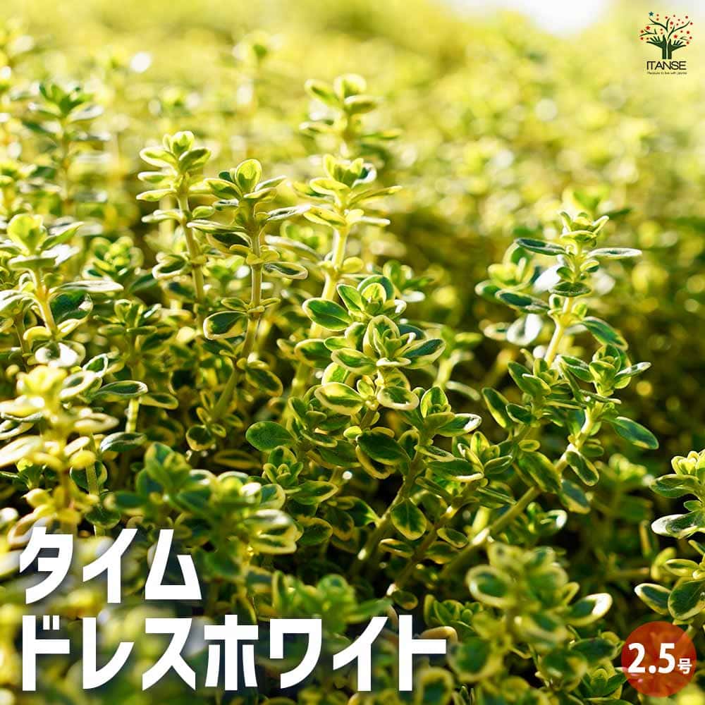 タイム ドレスホワイト 2個～【ハーブの苗 2.5号ポット】