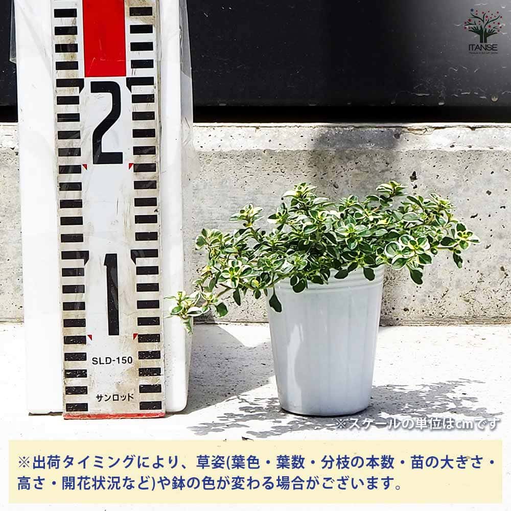 タイム ドレスホワイト 2個～【ハーブの苗 2.5号ポット】