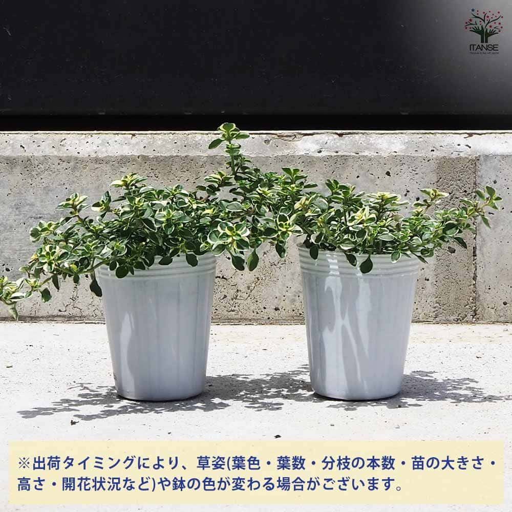 タイム ドレスホワイト 2個～【ハーブの苗 2.5号ポット】