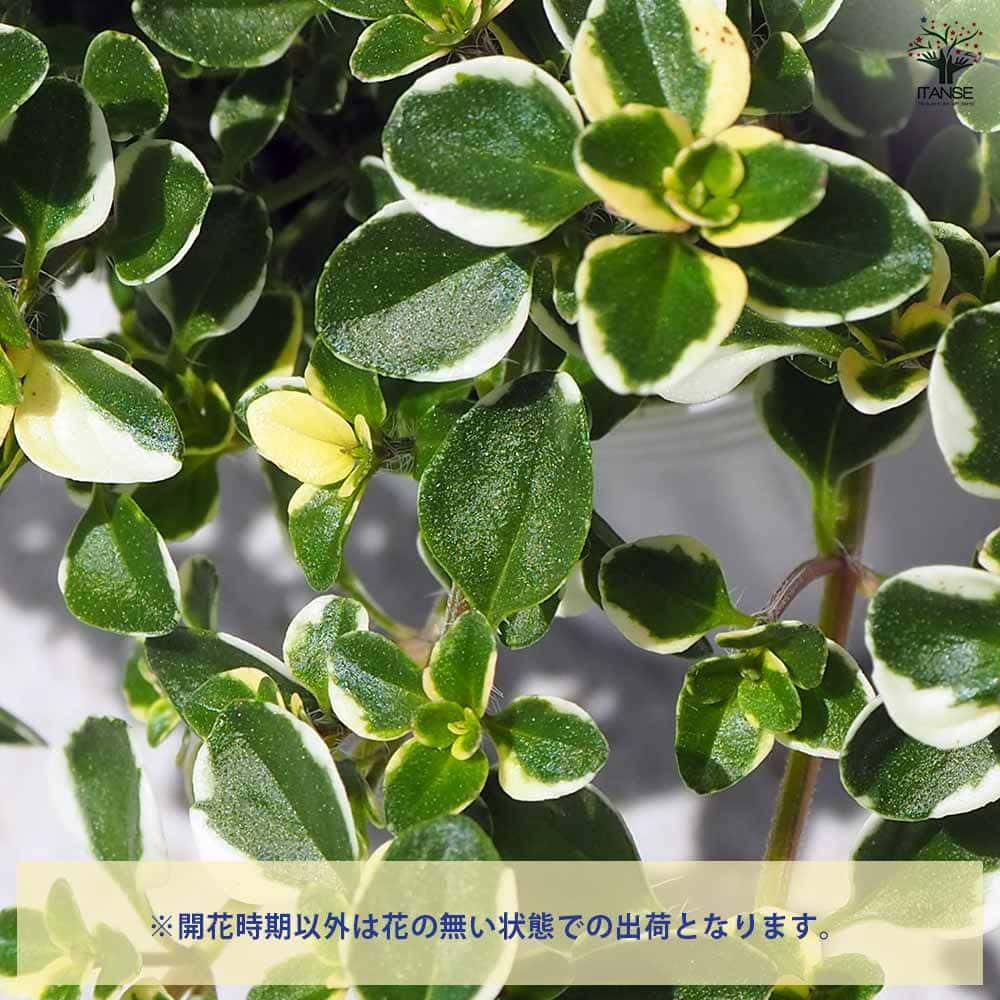 タイム ドレスホワイト 2個～【ハーブの苗 2.5号ポット】