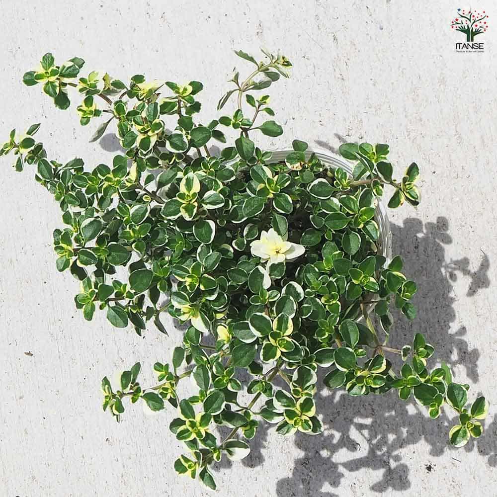 タイム ドレスホワイト 2個～【ハーブの苗 2.5号ポット】