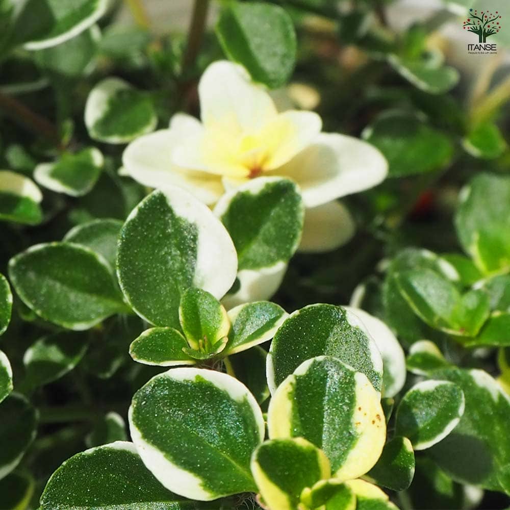 タイム ドレスホワイト 2個～【ハーブの苗 2.5号ポット】