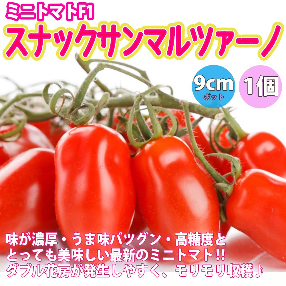 人気&オススメのトマト苗4品種各1個セット 品種:すずなりトマト・スナックサンマルツァーノ・らくらく大玉トマト・コンフェット【野菜苗 9cmポット自根苗 各1個/合計4個】