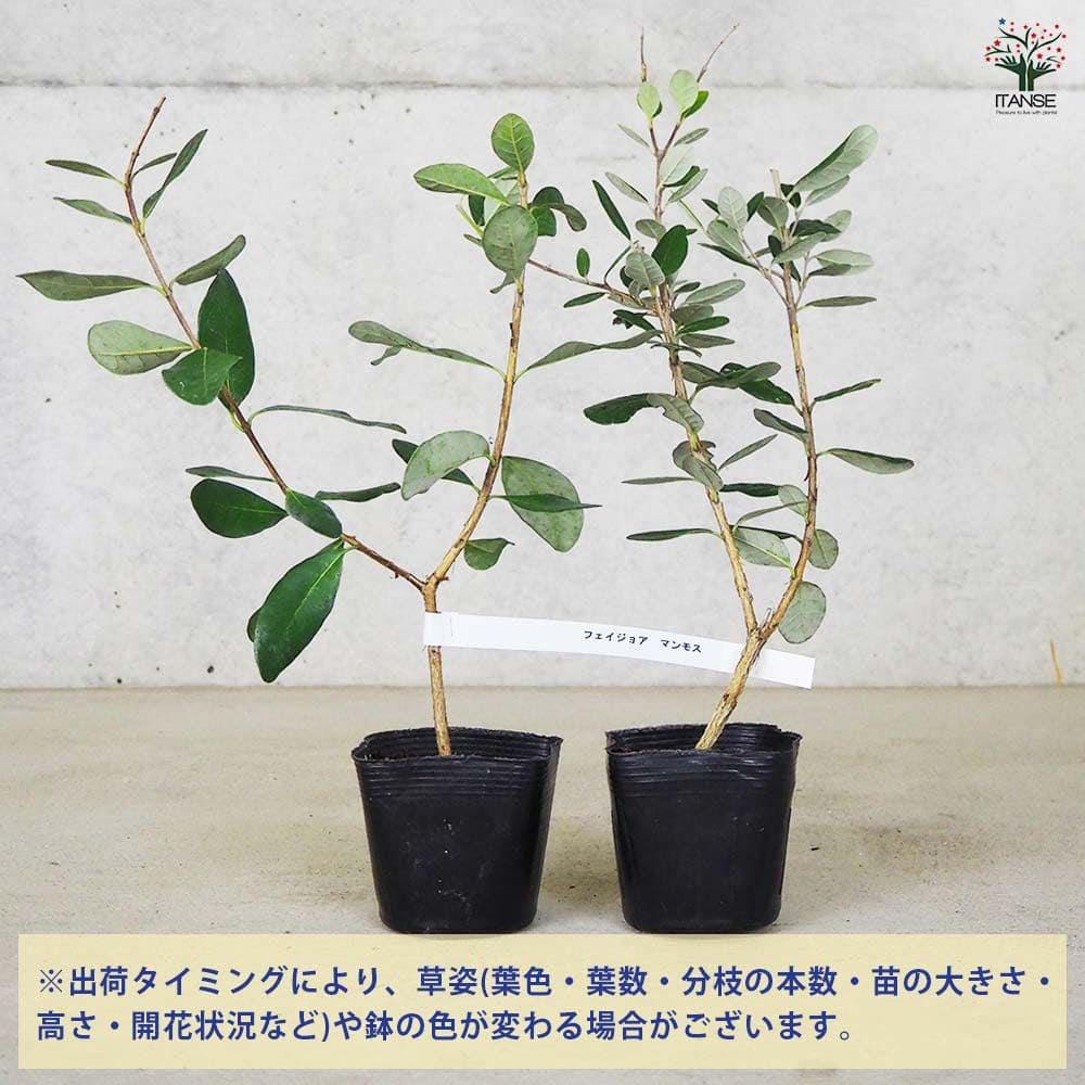 フェイジョア マンモス フェイジョア マンモス地掘大苗 - 果樹苗・大苗・苗木販売の隅田