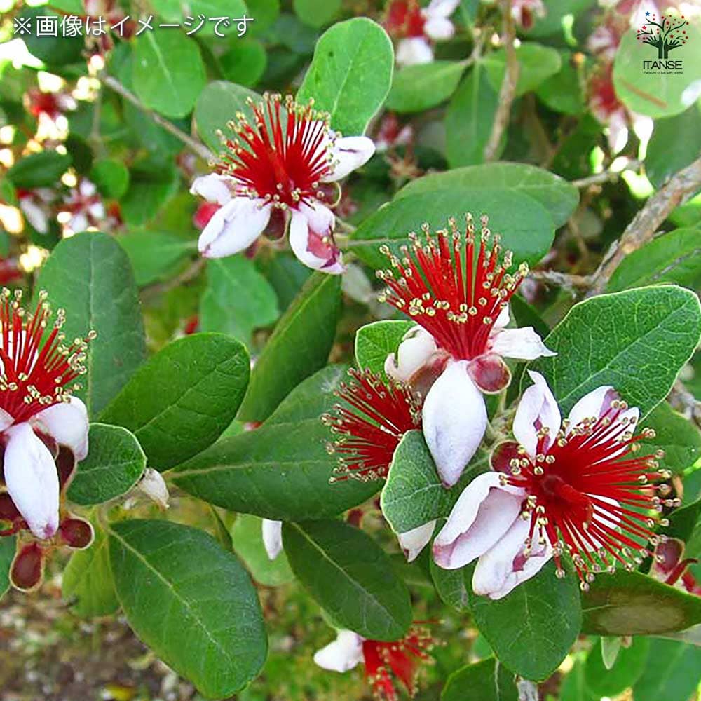 1 フェイジョア