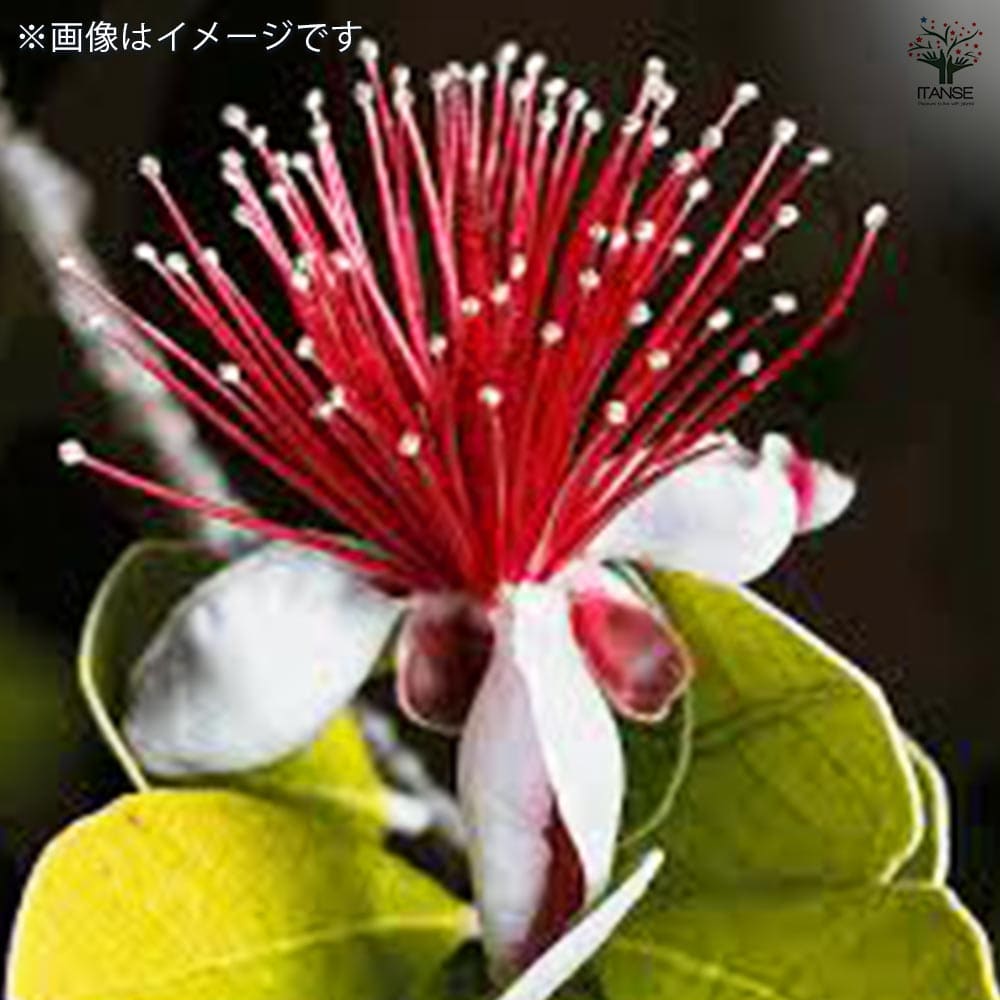 フェイジョア マンモス 【果樹の苗 10.5cm 1年生挿し木苗】｜ 【植物の