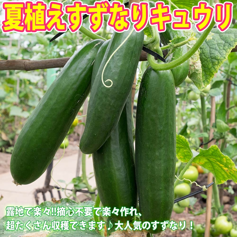 夏植え！人気のトマト苗・きゅうり苗・なすび苗セット セット品種：夏植えフルーツミニトマト・夏植えすずなりキュウリ・夏植えすずなり長ナス【野菜苗 9cmポット自根苗 各1個/合計3個】