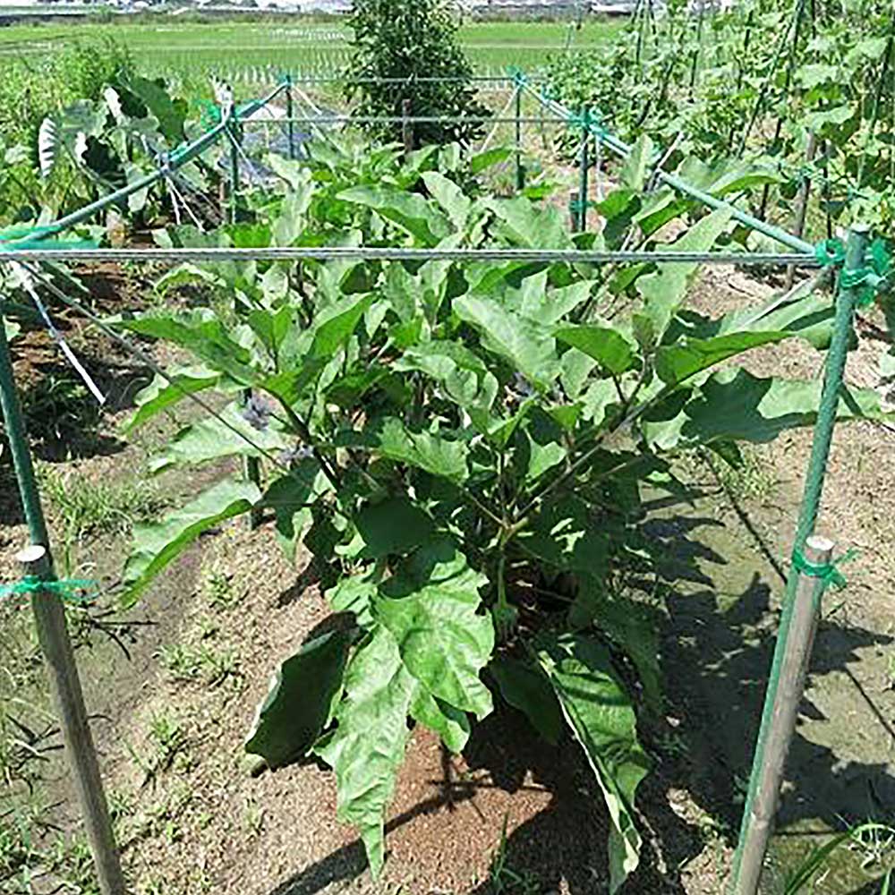 夏植え！人気のトマト苗・きゅうり苗・なすび苗セット セット品種：夏植えフルーツミニトマト・夏植えすずなりキュウリ・夏植えすずなり長ナス【野菜苗 9cmポット自根苗 各1個/合計3個】