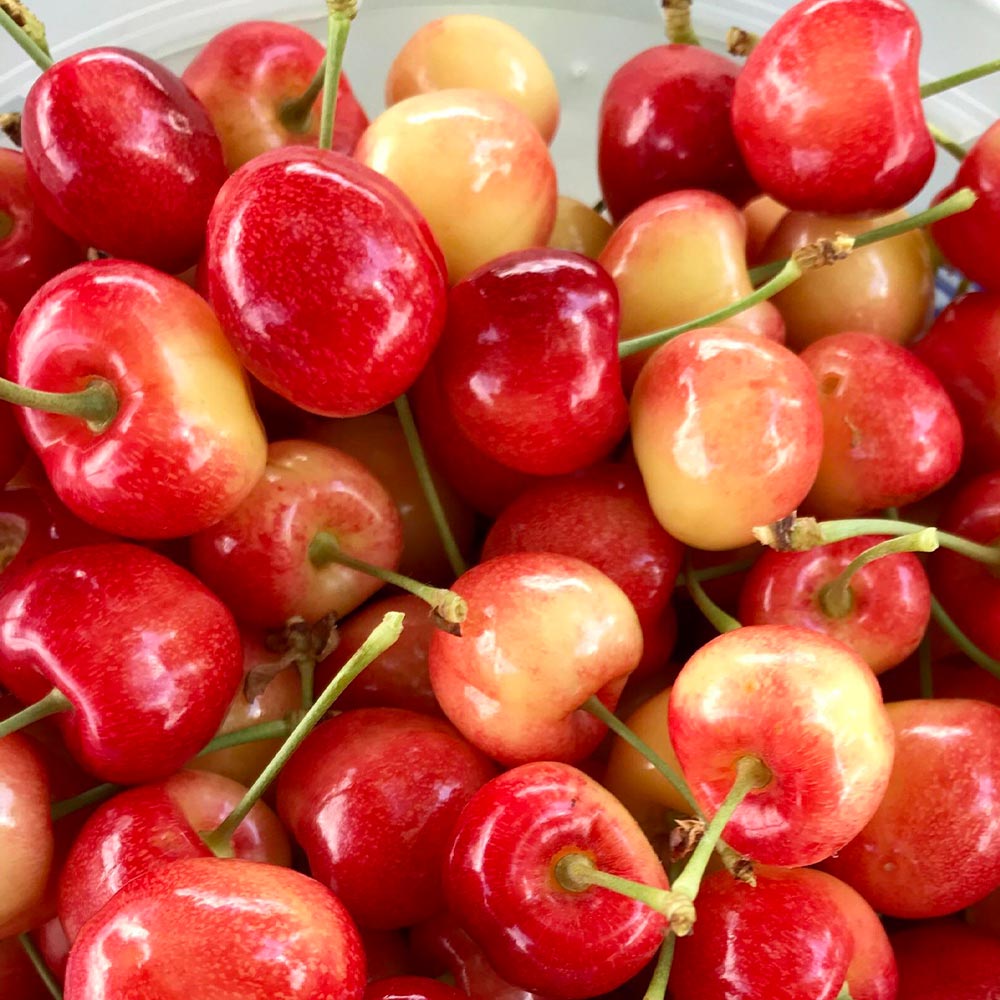 さくらんぼの苗木 ナポレオン【果樹苗 2年生 接木苗12～15cmポット／1