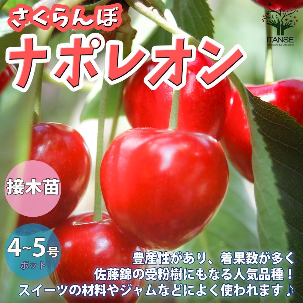 さくらんぼ苗木　ナポレオン　受粉木に最適です。2メートル　りんご小苗 セット 楽天市場】さくらんぼの木 【ナポレオン】 1年生接木苗 単品 or 受粉樹
