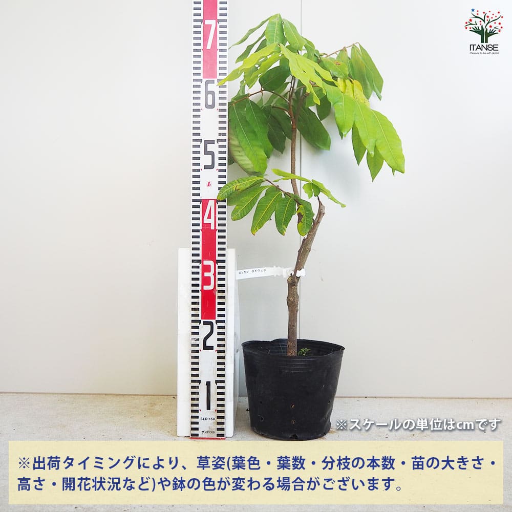 ❼龍眼　タイウエン　大玉　耐寒性 花芽➀竜眼タイウエン【耐寒性 超大玉リュウガン】 苗木・植木
