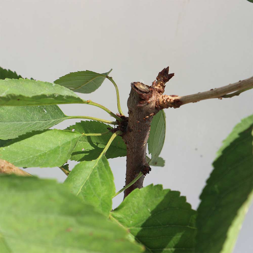 さくらんぼの苗木 ナポレオン【果樹苗 2年生 接木苗12～15cmポット／1