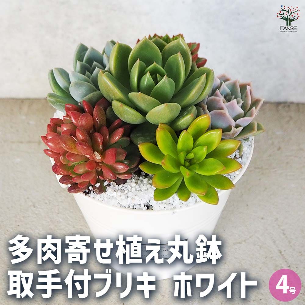 多肉寄せ植え 丸鉢取手付ブリキ ホワイト 【多肉植物 4号/1個売り】