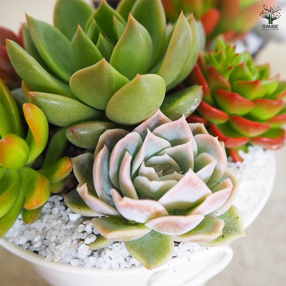 多肉寄せ植え 丸鉢取手付ブリキ ホワイト 【多肉植物 4号/1個売り】