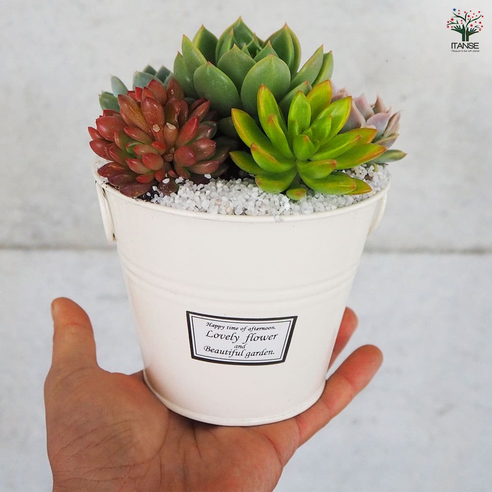 多肉寄せ植え 丸鉢取手付ブリキ ホワイト 【多肉植物 4号/1個売り】